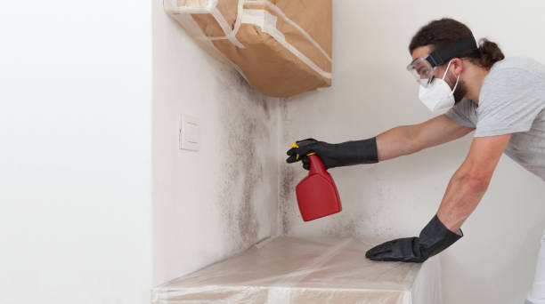 Professional Black Mold Removal technician working in Westphalia, MI